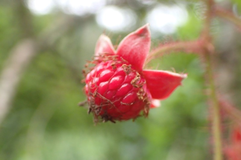 Rubus swinhoei photo 4