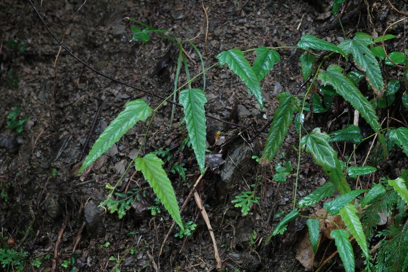 Rubus swinhoei photo 5