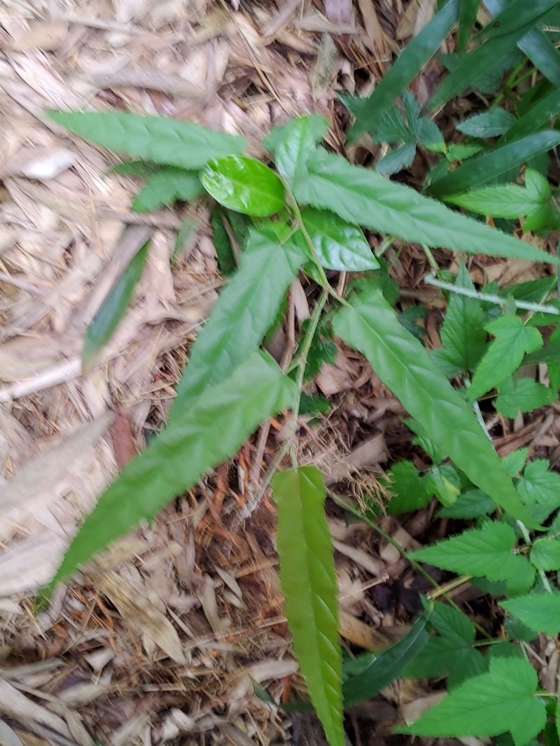 Rubus swinhoei photo 6