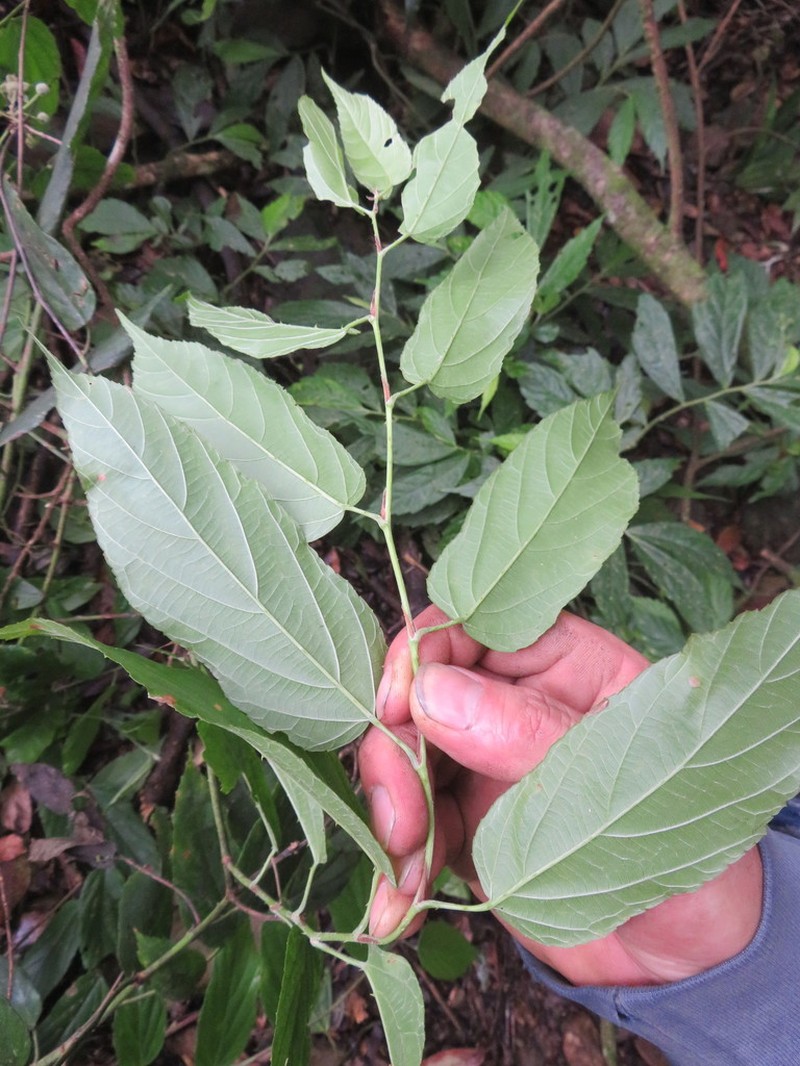 Rubus swinhoei photo 7