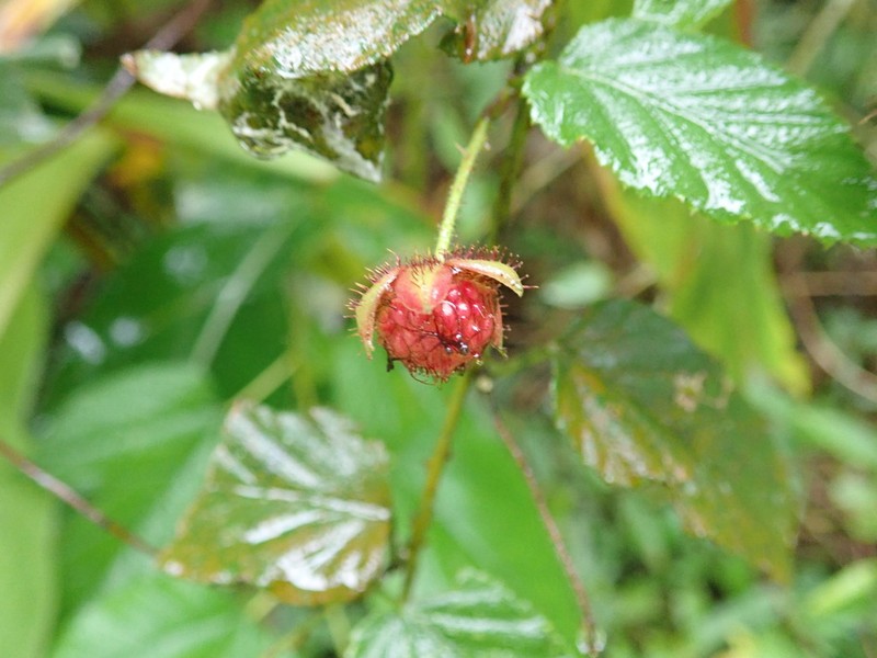 Rubus swinhoei photo 8