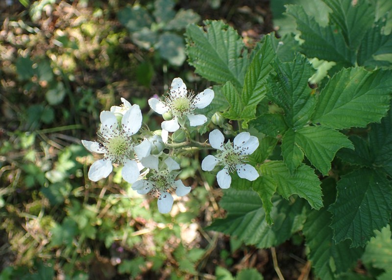 Rubus tabanimontanus