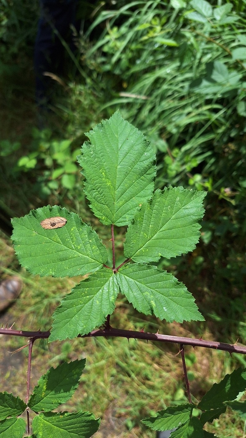 Rubus tabanimontanus photo 2