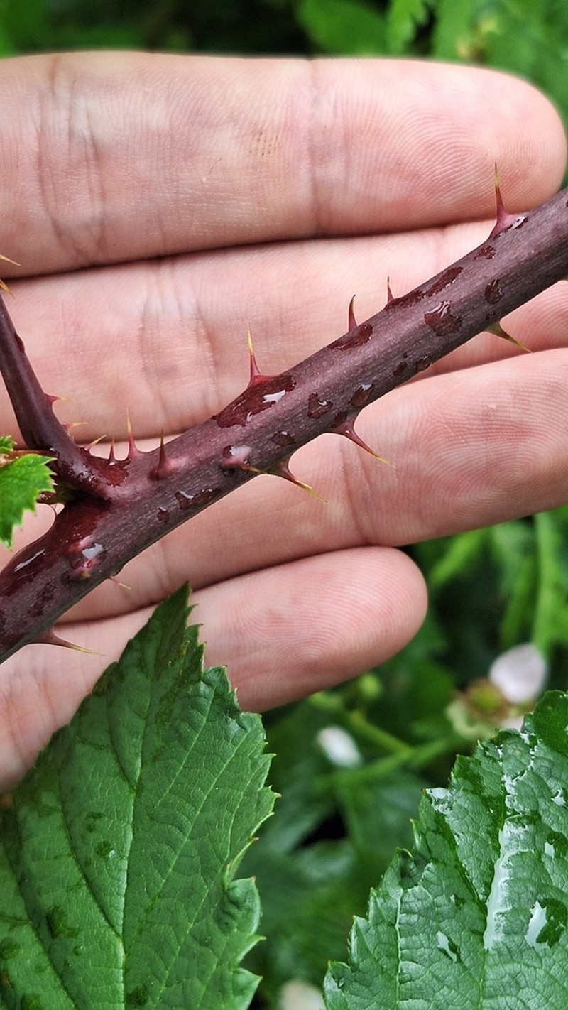 Rubus tabanimontanus photo 3