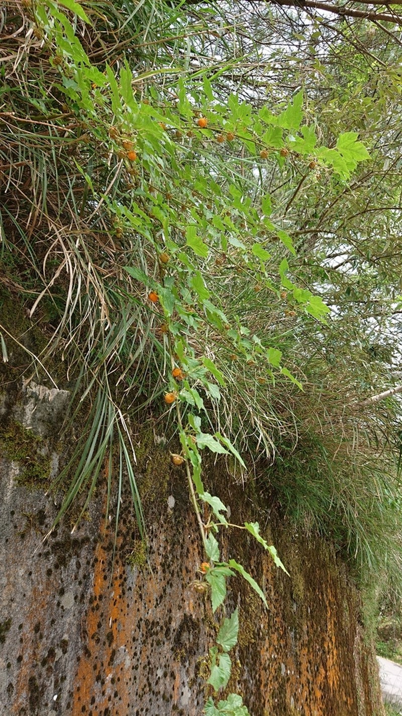 Rubus taitoensis