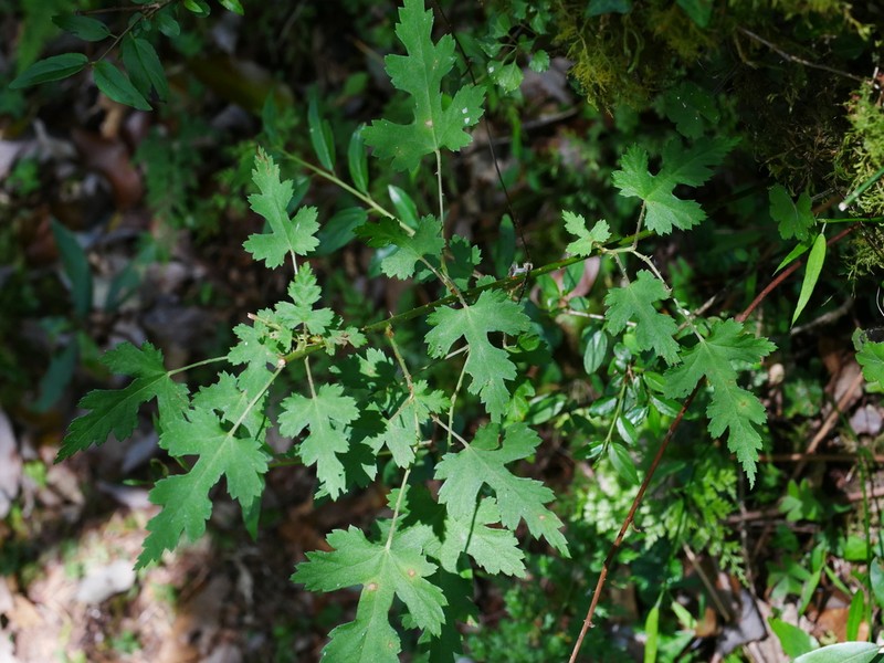 Rubus taitoensis photo 2