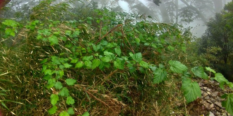 Rubus taitoensis photo 3