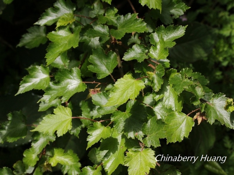 Rubus taitoensis photo 4