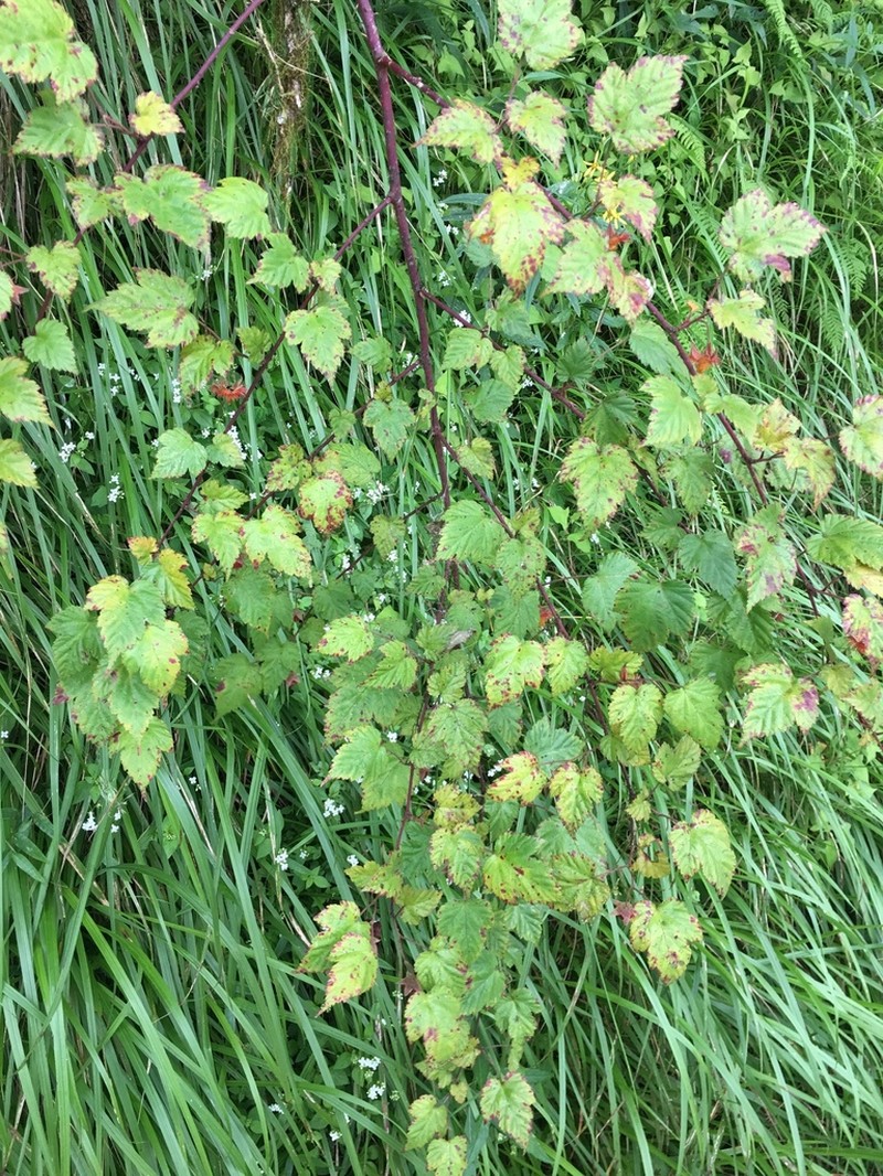 Rubus taitoensis photo 5