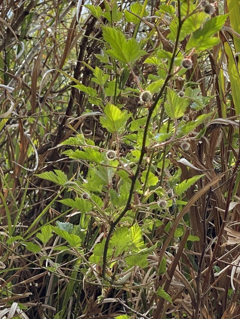 Rubus taitoensis photo 6