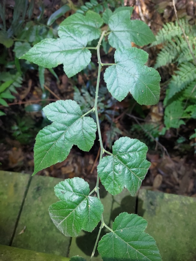 Rubus taitoensis photo 7