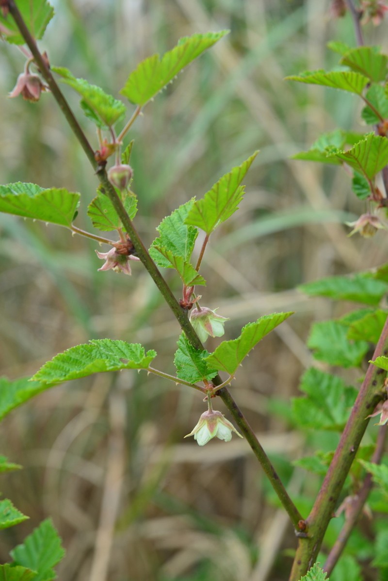 Rubus taitoensis photo 8