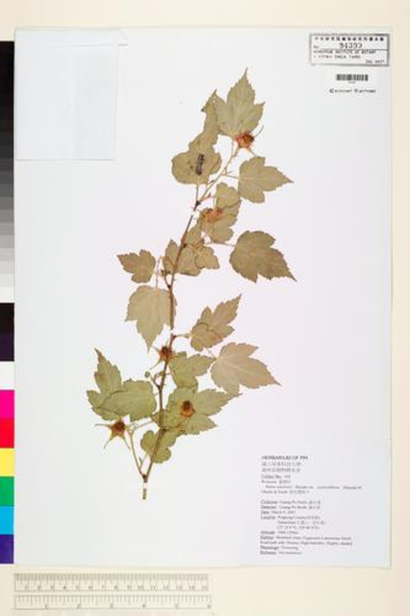 Rubus taitoensis var. aculeatiflorus