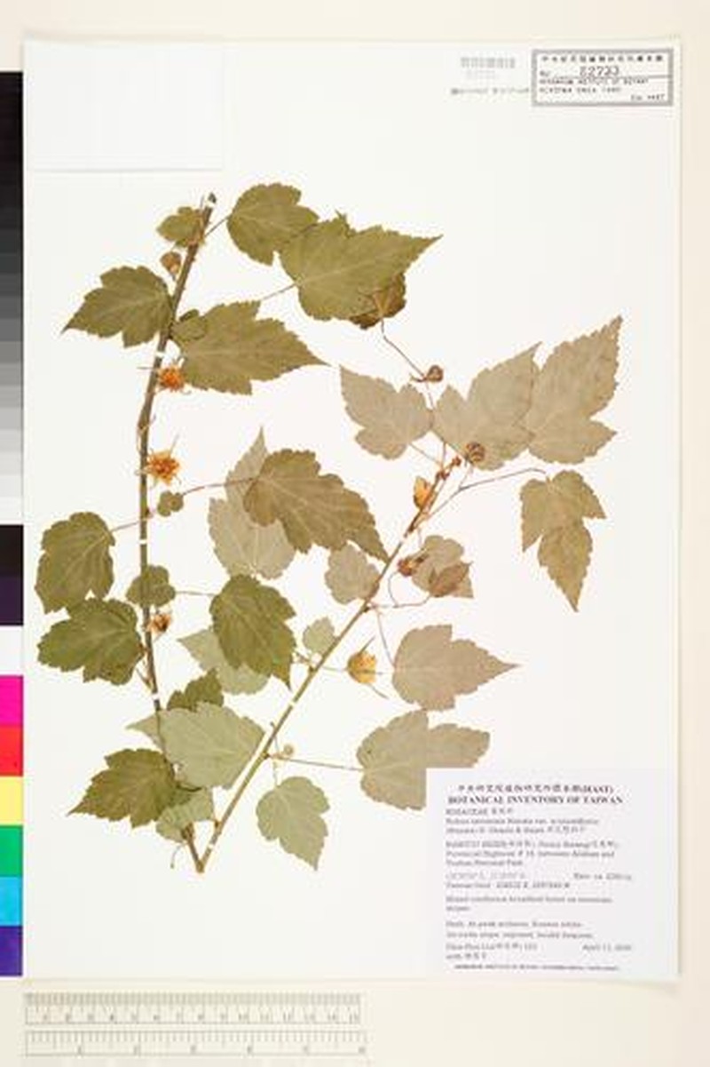 Rubus taitoensis var. aculeatiflorus photo 2