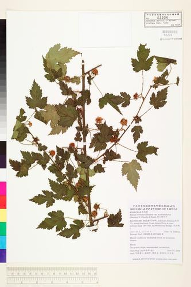 Rubus taitoensis var. aculeatiflorus photo 3