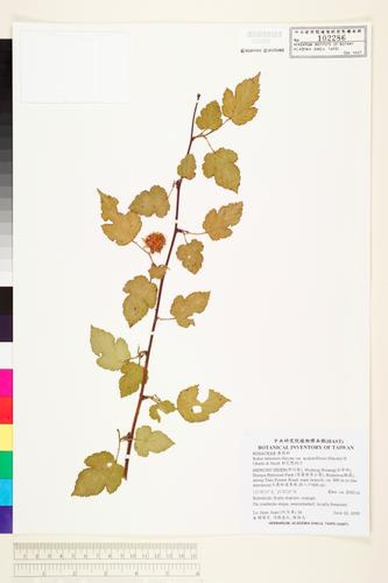 Rubus taitoensis var. aculeatiflorus photo 4