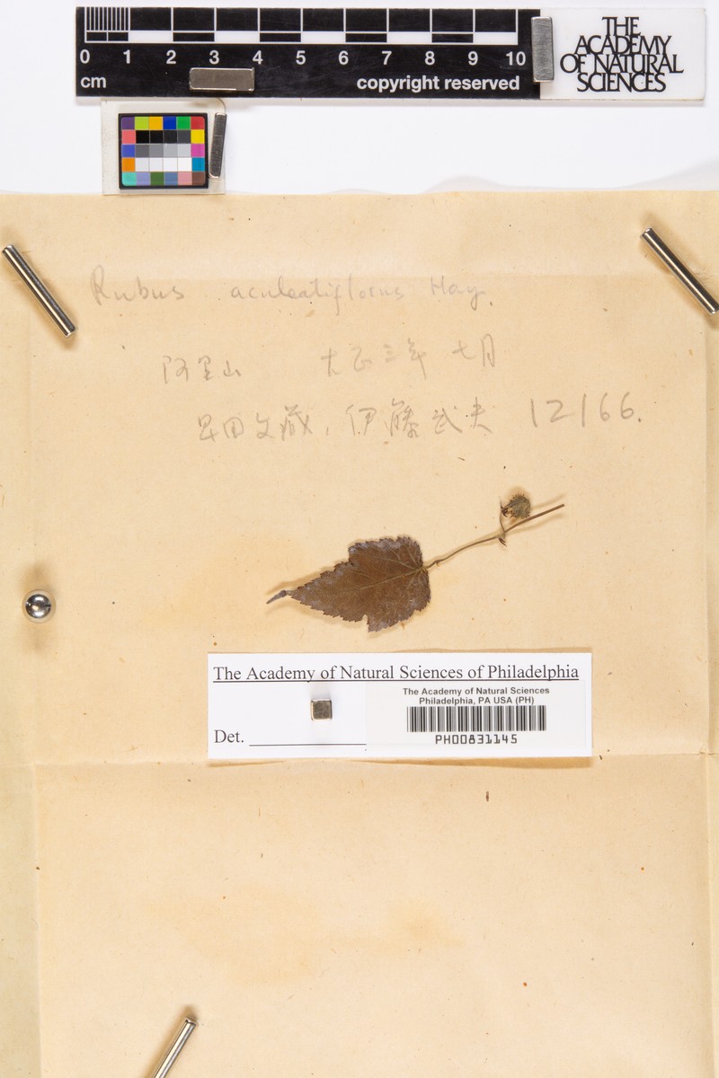 Rubus taitoensis var. aculeatiflorus photo 5