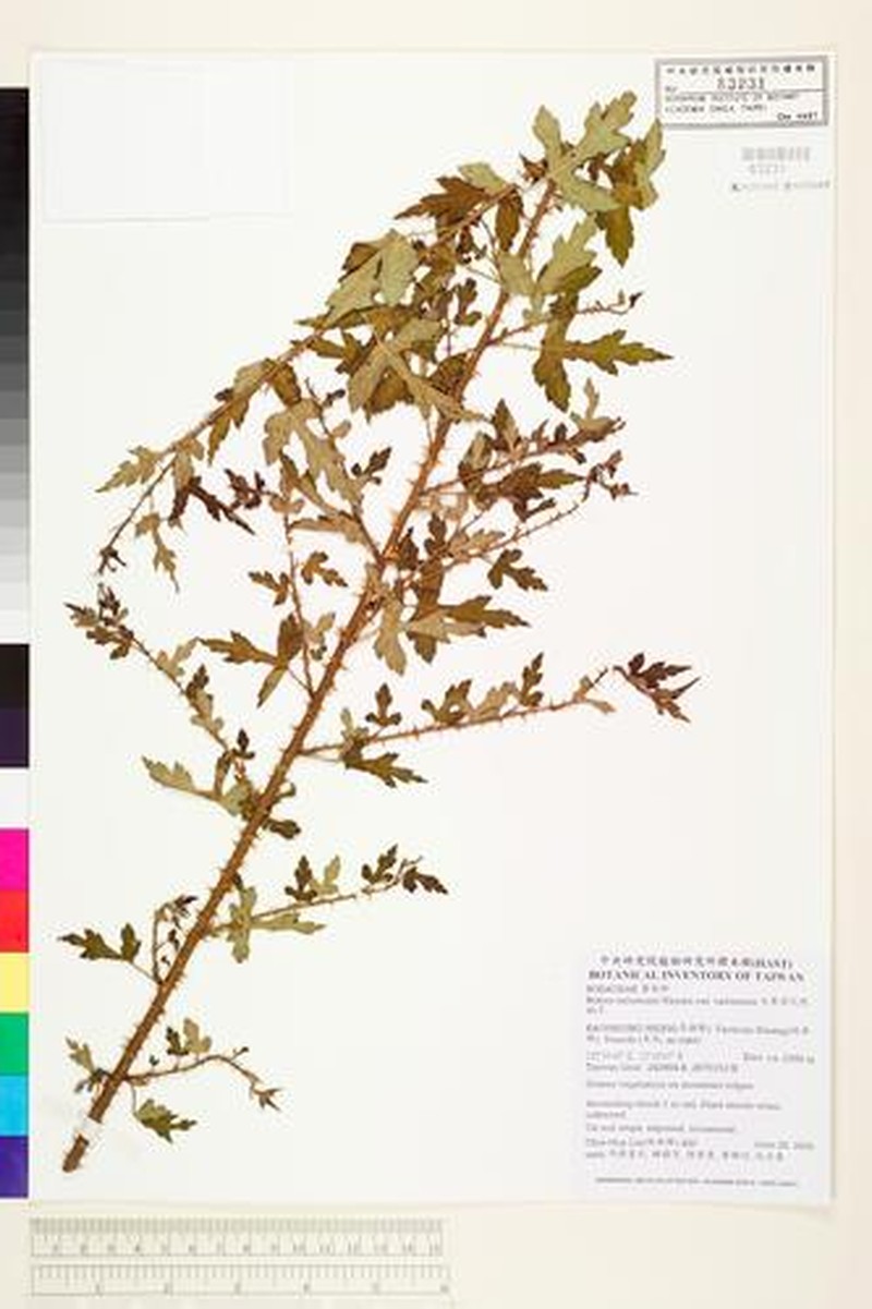 Rubus taitoensis var. taitoensis