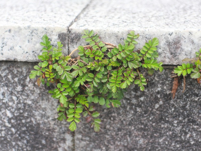 Rubus taiwanicola photo 2
