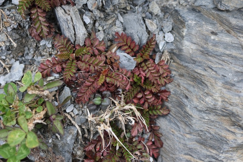 Rubus taiwanicola photo 3