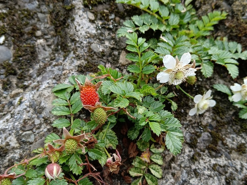 Rubus taiwanicola photo 4