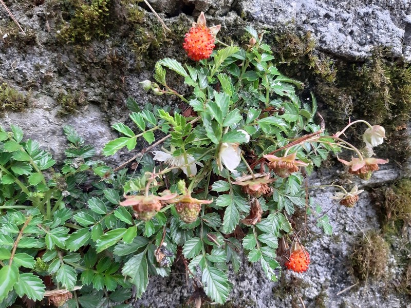 Rubus taiwanicola photo 5