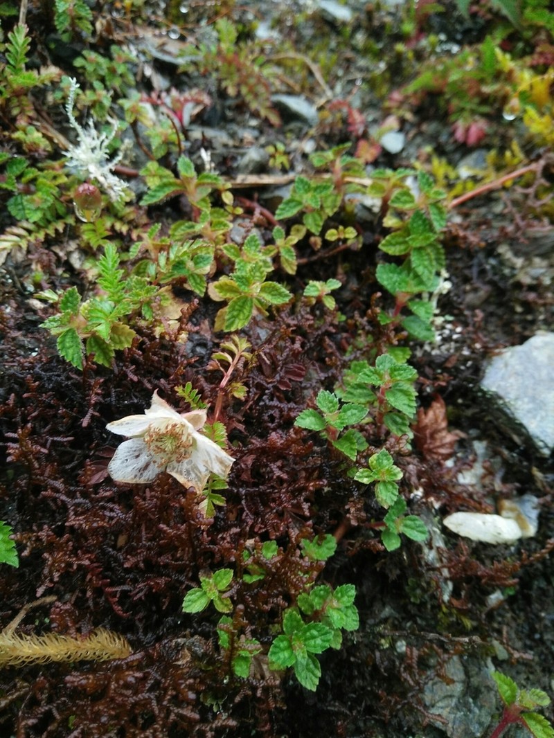 Rubus taiwanicola photo 6