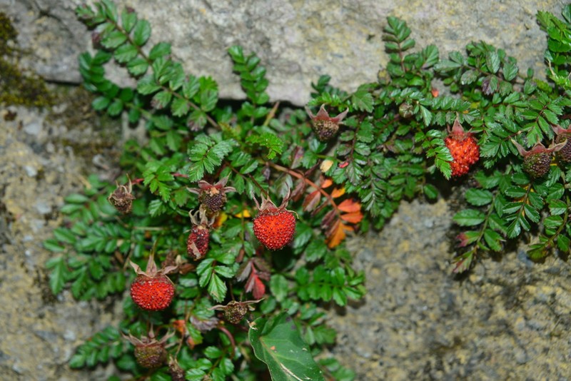 Rubus taiwanicola photo 7