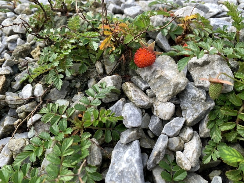 Rubus taiwanicola photo 8