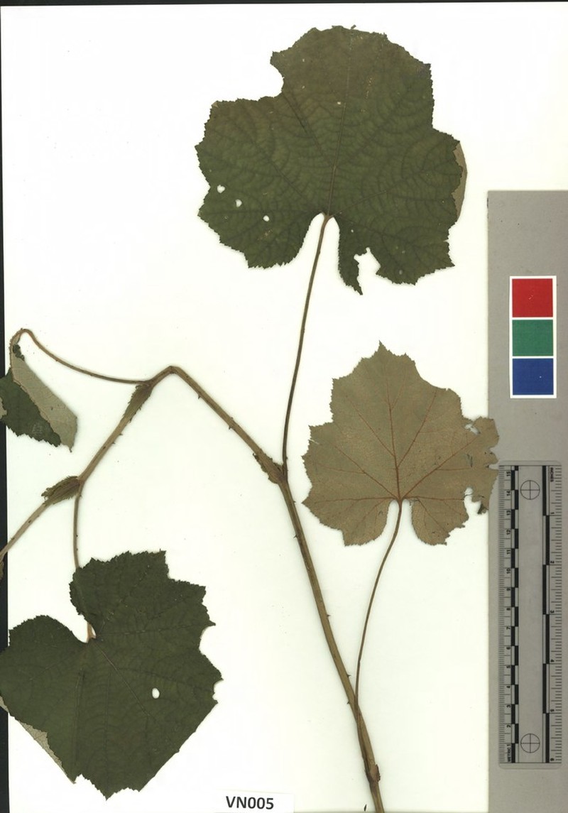 Rubus tamdaoensis