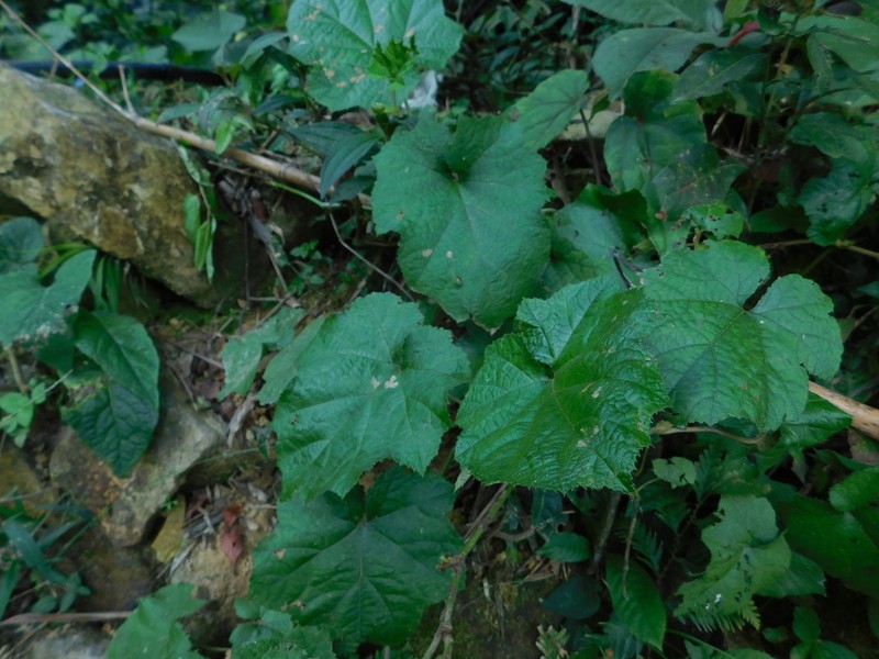 Rubus tamdaoensis photo 2