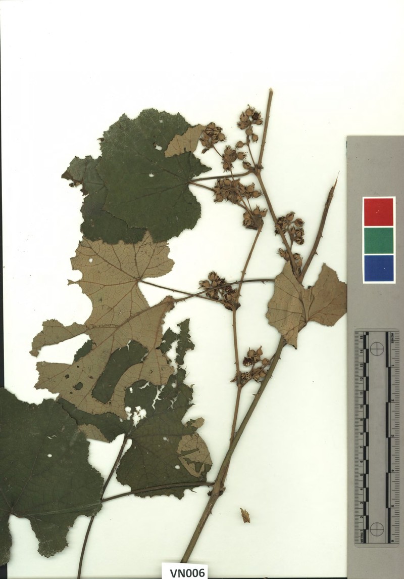Rubus tamdaoensis photo 5