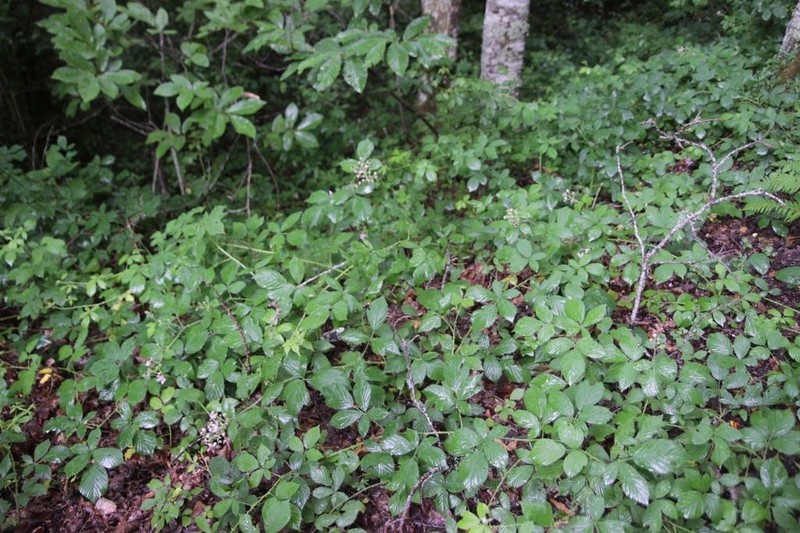 Rubus tarnensis