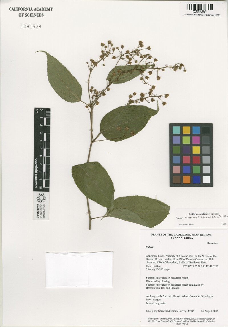 Rubus taronensis