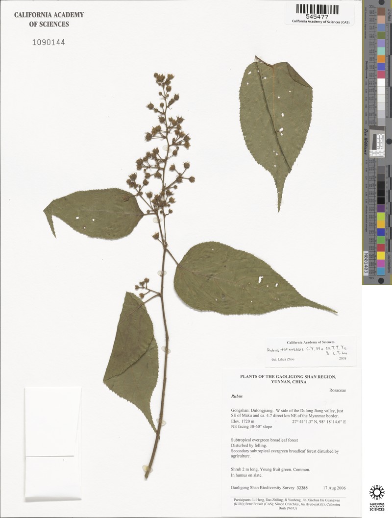 Rubus taronensis photo 2