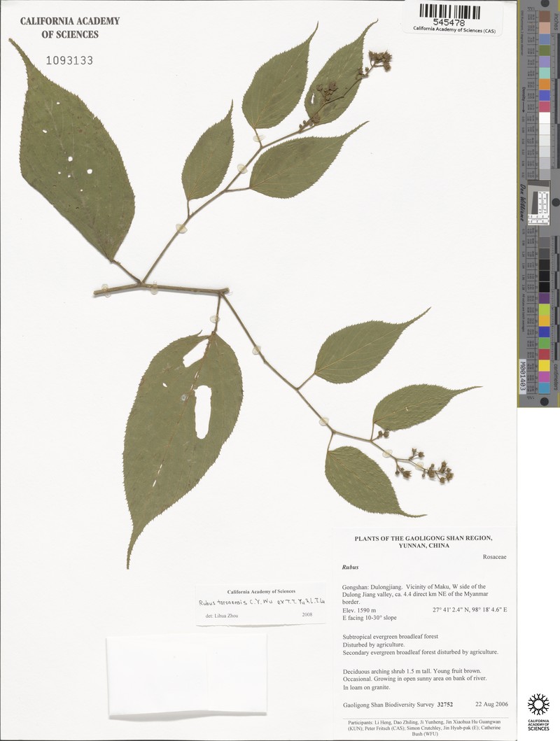 Rubus taronensis photo 3