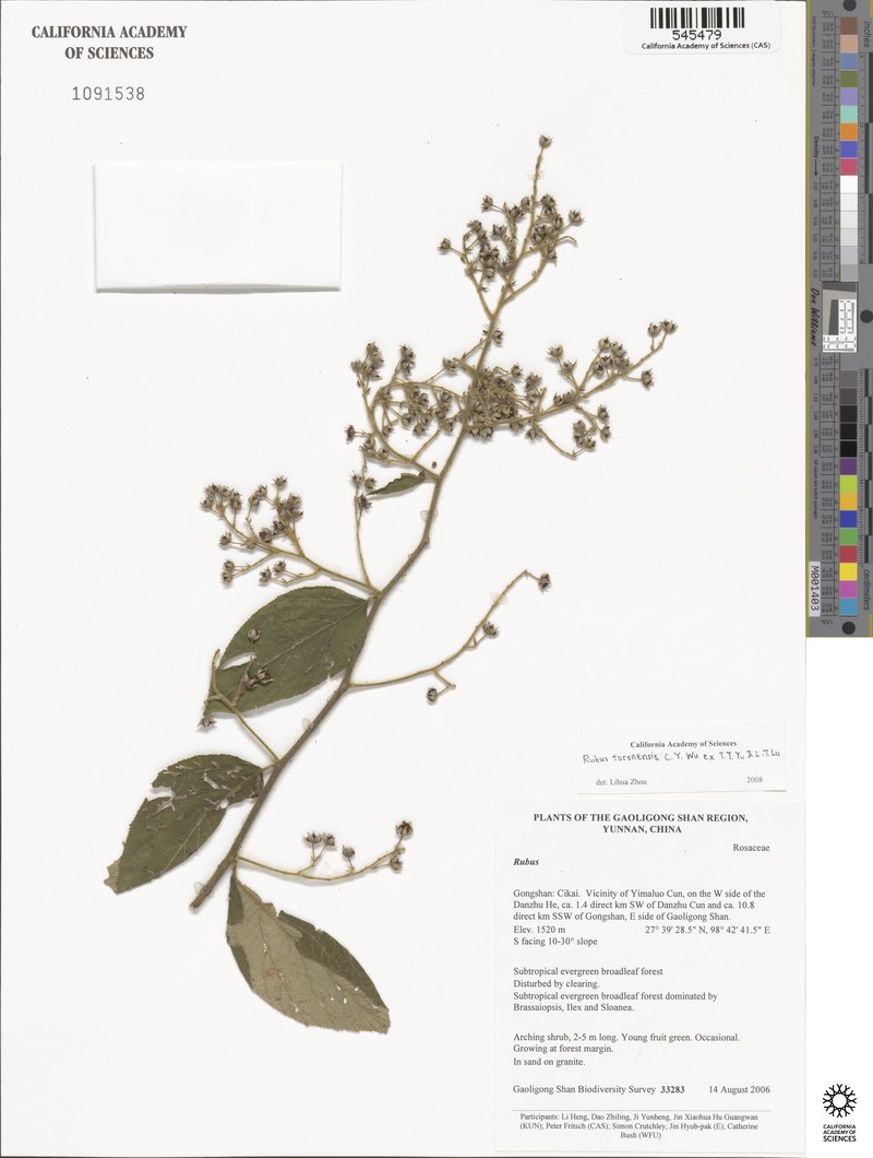 Rubus taronensis photo 4