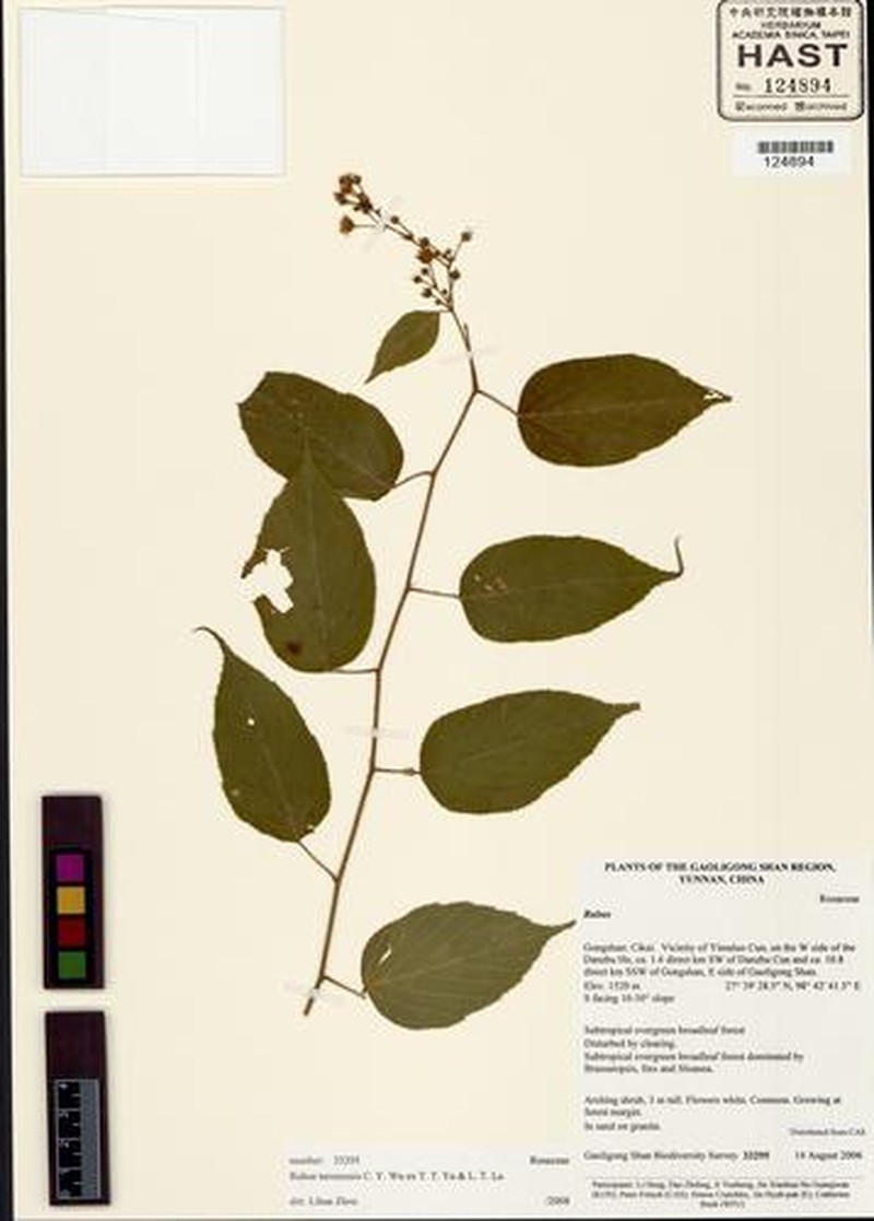 Rubus taronensis photo 5