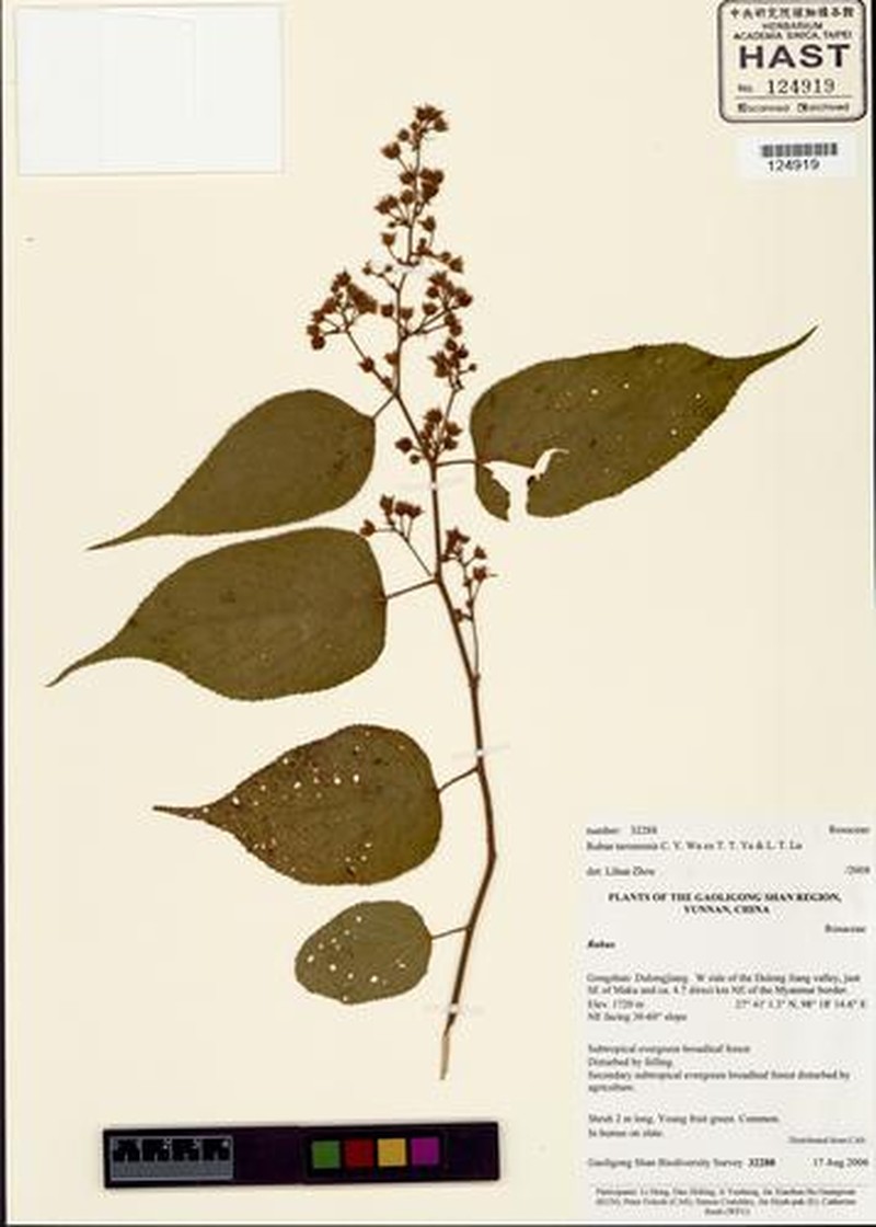 Rubus taronensis photo 6