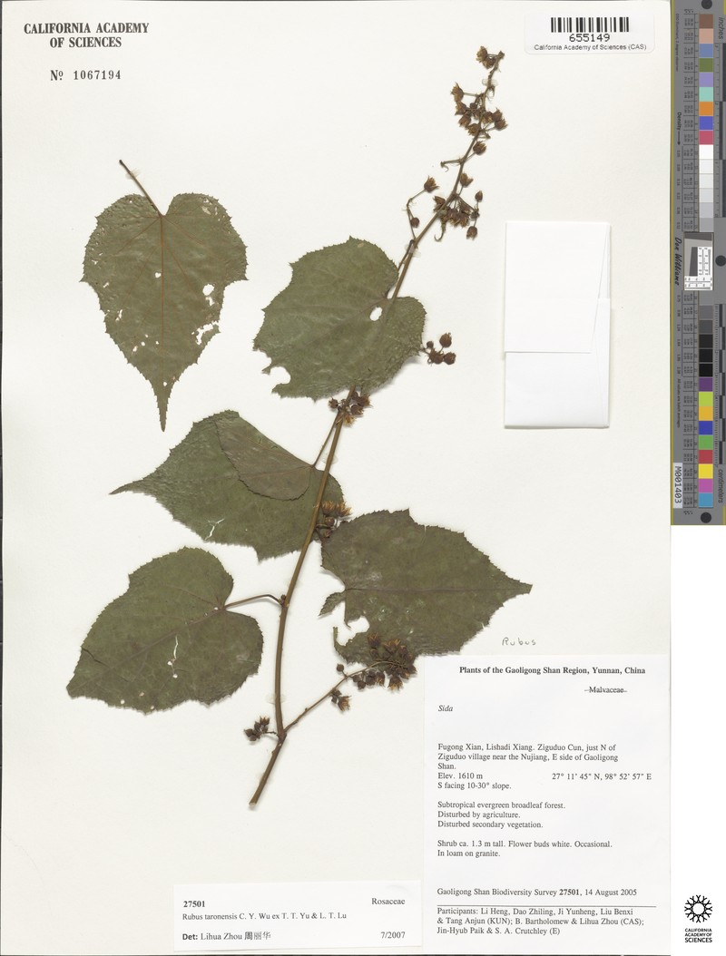 Rubus taronensis photo 7