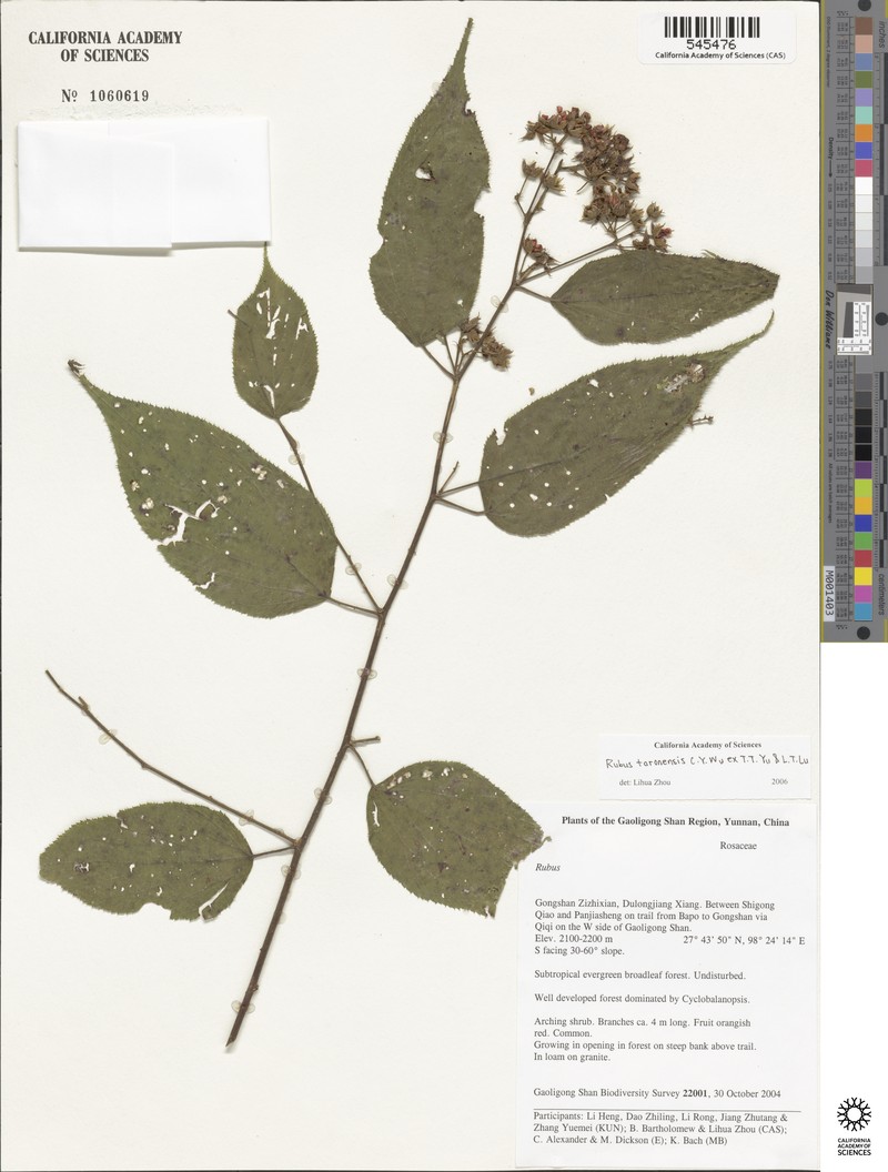 Rubus taronensis photo 8
