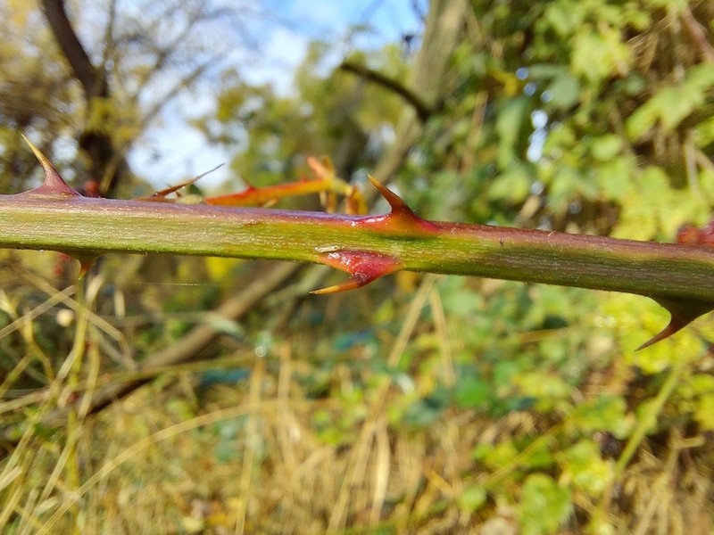 Rubus tauricus