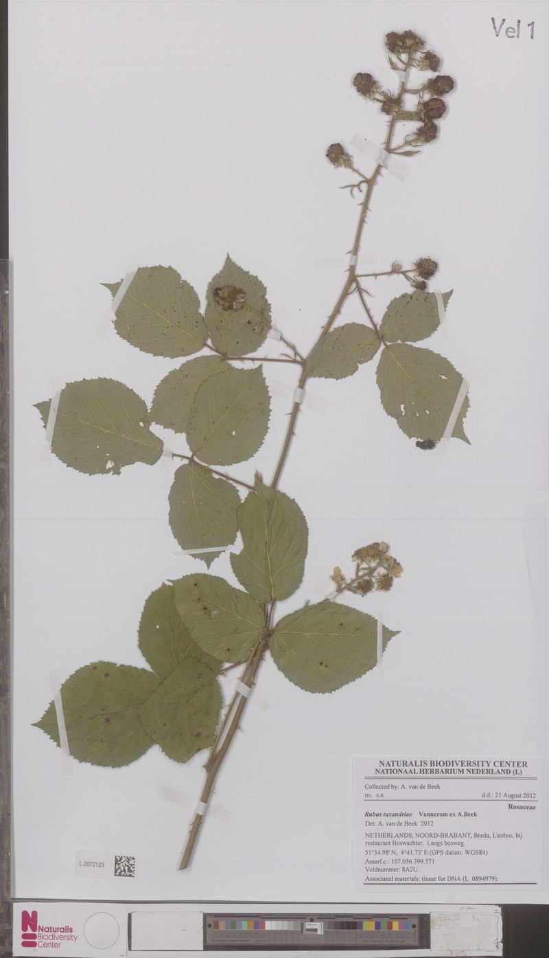 Rubus taxandriae