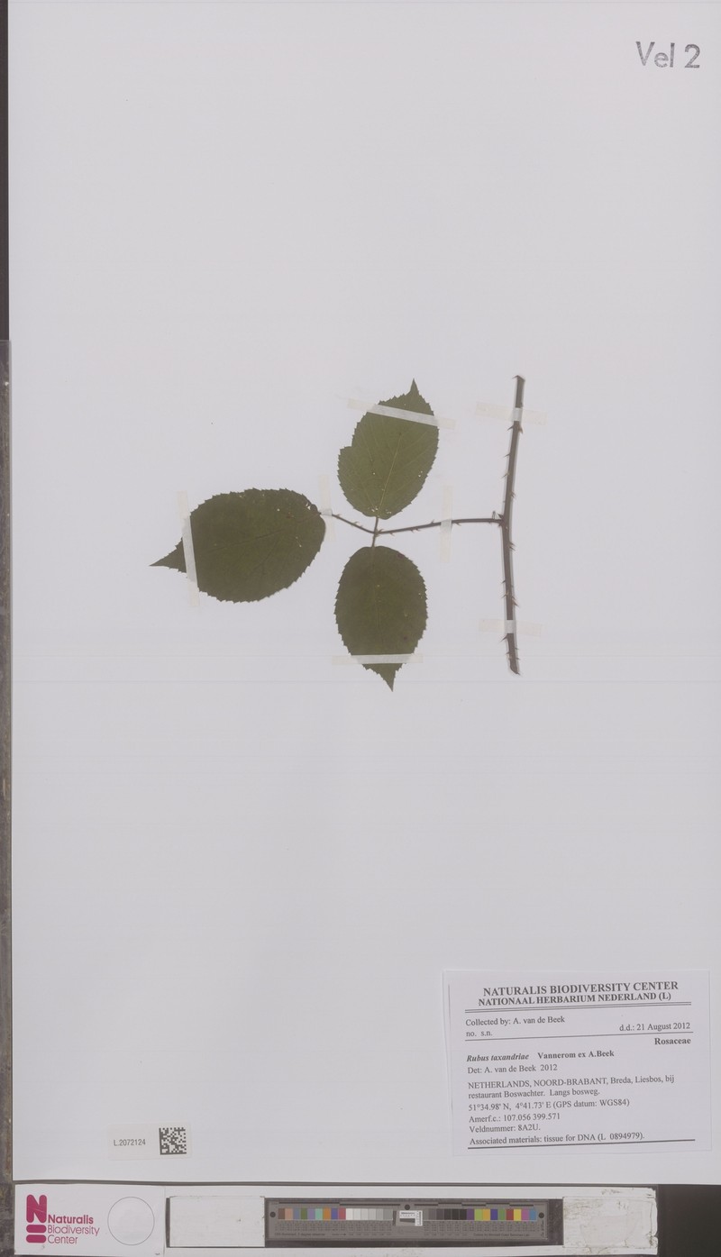 Rubus taxandriae photo 2