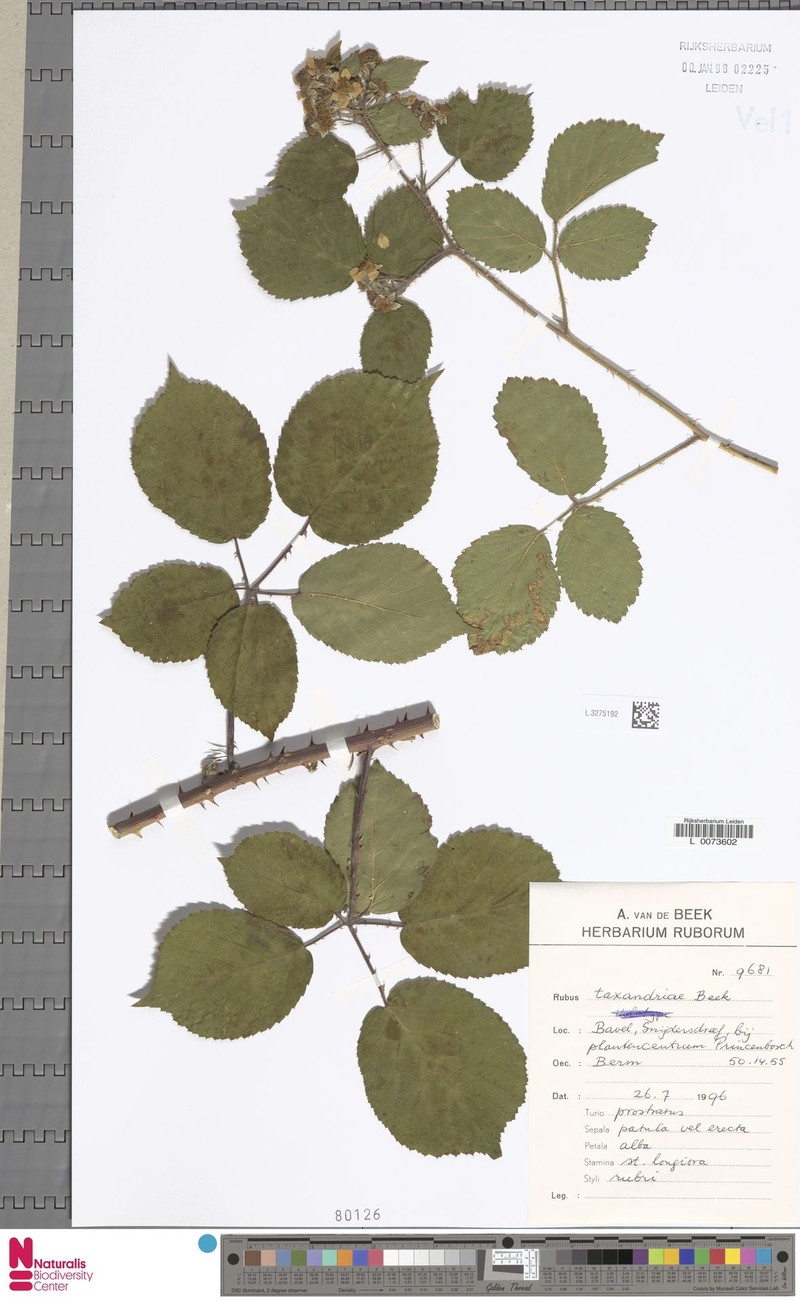 Rubus taxandriae photo 3