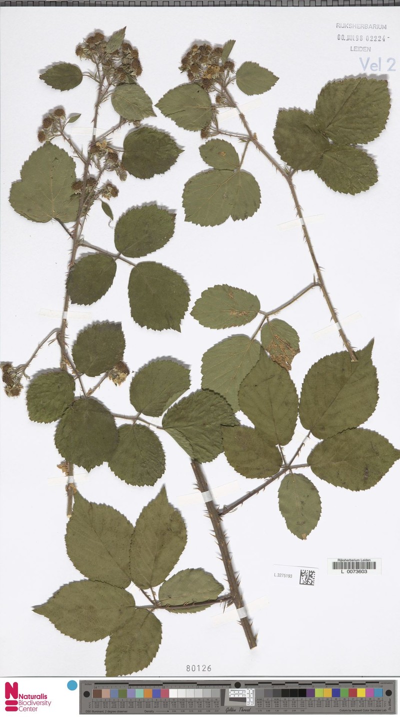 Rubus taxandriae photo 4