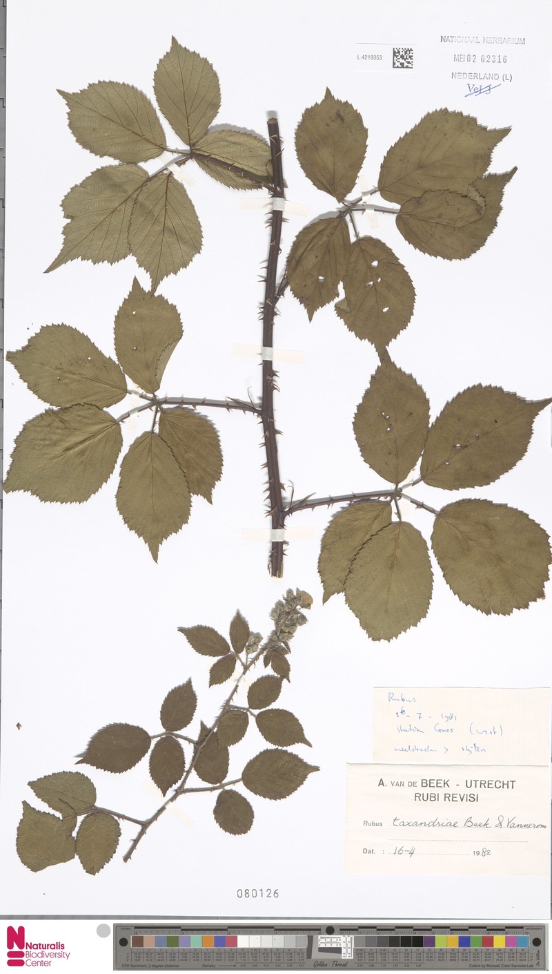 Rubus taxandriae photo 5