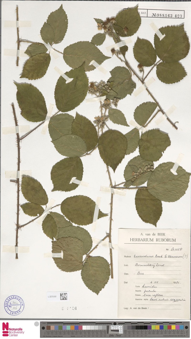 Rubus taxandriae photo 6