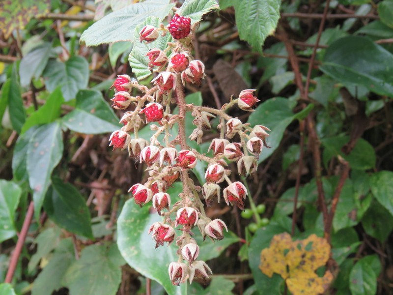 Rubus tephrodes
