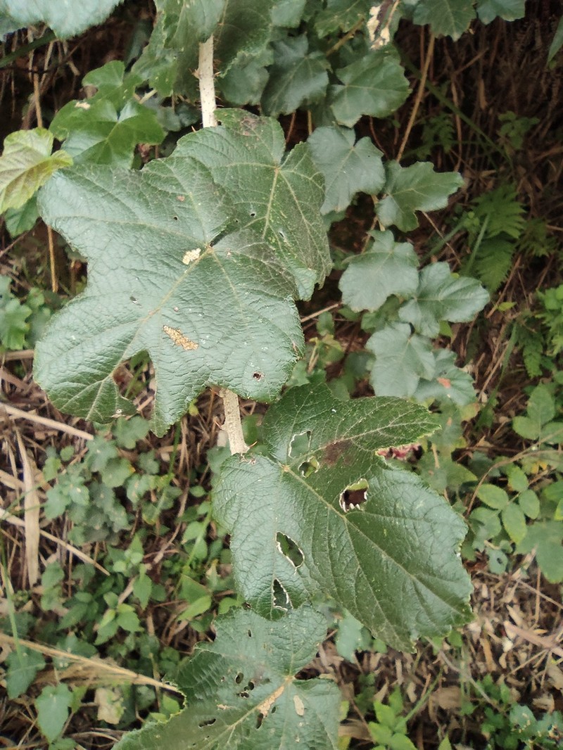 Rubus tephrodes photo 2